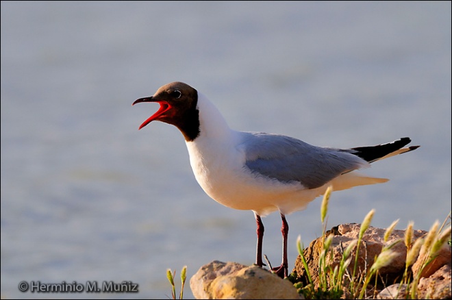 Gaviota reidora.