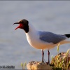 Gaviota reidora.