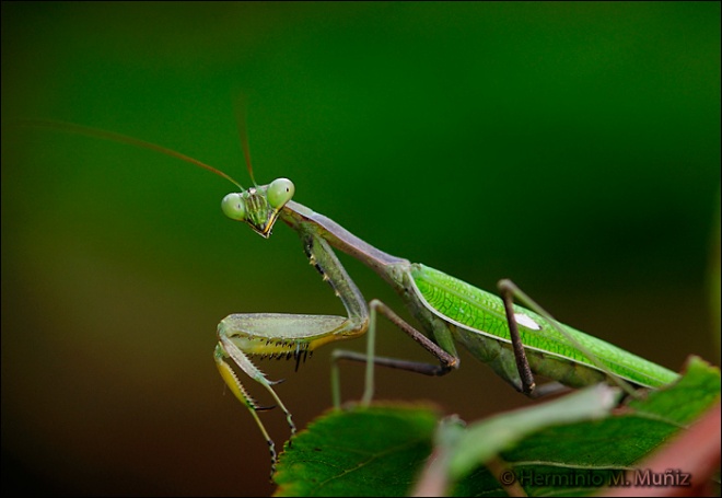 Mantis religiosa