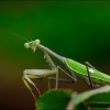 Mantis religiosa