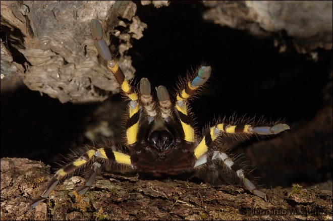 Poecliotheria regalis Poecliotheria regalis