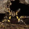 Poecliotheria regalis