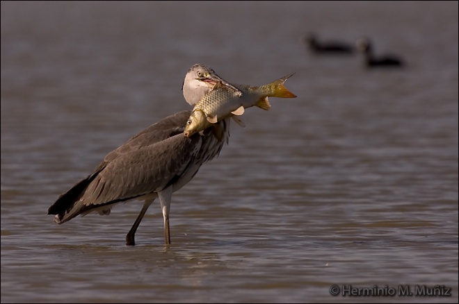 Garza real con pescado