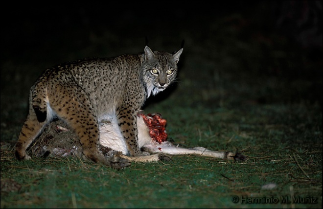 Lince comiendo