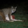 Lince comiendo