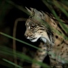 Lince mirando