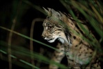 Lince mirando