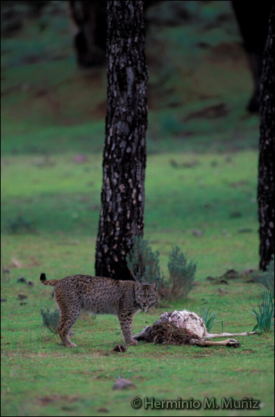 Lince ibérico con muflón