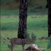 Lince ibérico con muflón