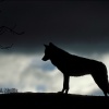 Lobo a contraluz