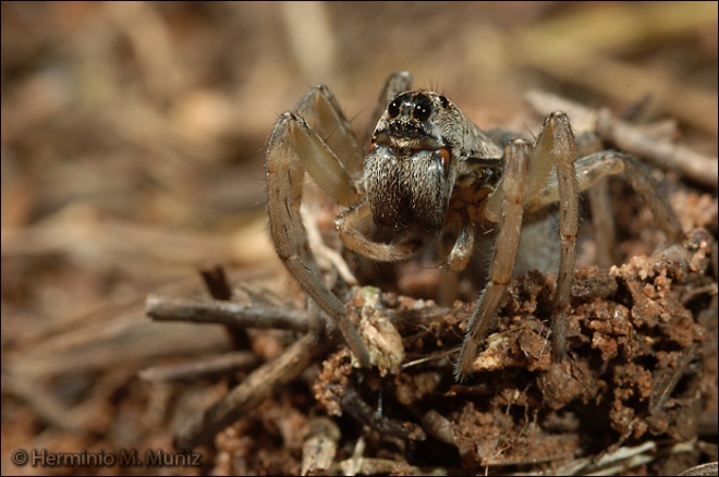Araña lobo-Donacosa merlini. Araña lobo-Donacosa merlini.