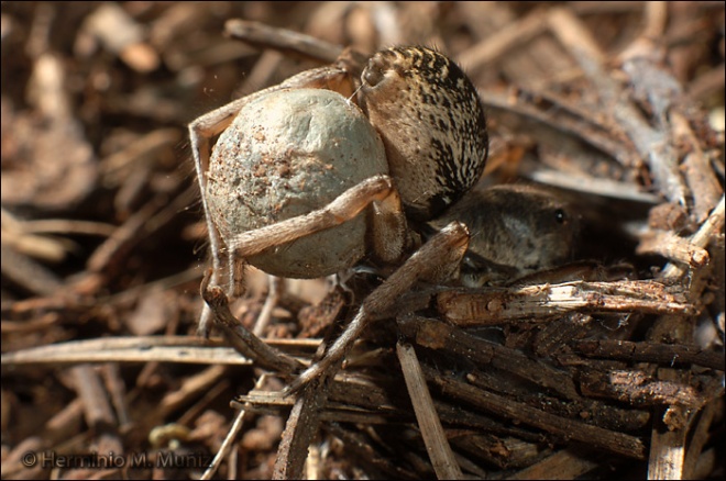 Araña lobo-Donacosa merlini.