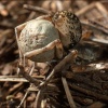 Araña lobo-Donacosa merlini.