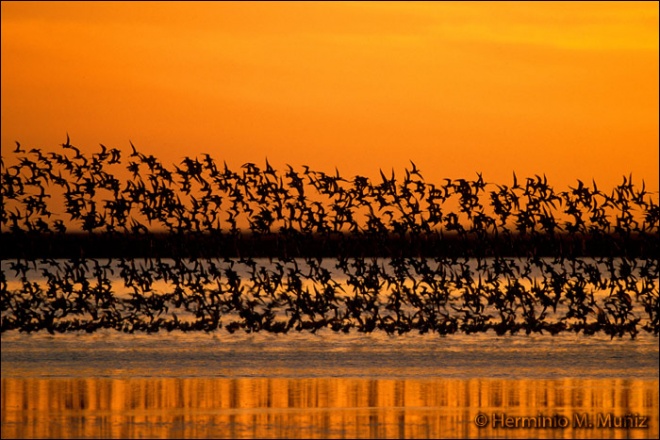 Bando de agujas al atardecer