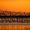 Bando de agujas al atardecer