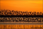 Bando de agujas al atardecer