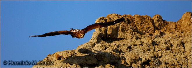 Águila perdicera en vuelo