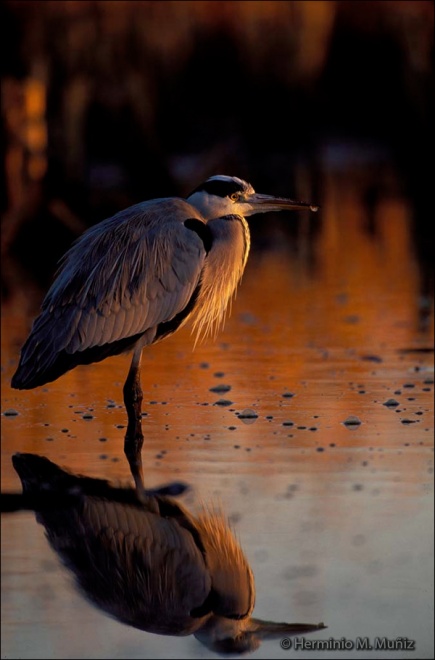 Garza real al amanecer