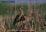 Nido de garzas imperiales