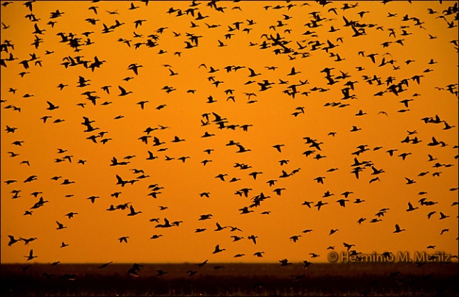 Anátidas en vuelo Anátidas en vuelo