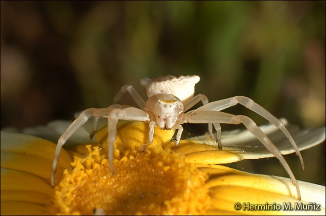 Araña cangrejo-Thomisus onustus Araña cangrejo-Thomisus onustus