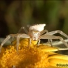 Araña cangrejo-Thomisus onustus