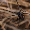 Viuda negra americana-Latrodectus mactans