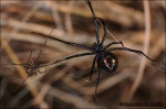 Viuda negra americana-Latrodectus mactans