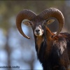 Muflón-Ovis musimon