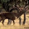 Ciervo- Cervus elaphus.