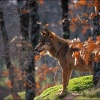Lobo en bosque