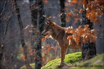 Lobo en bosque