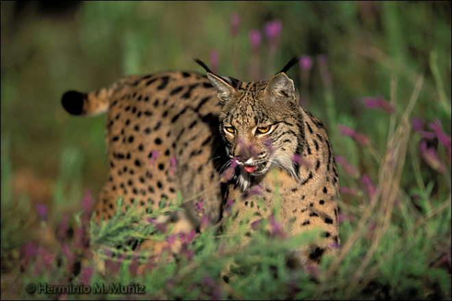 Lince ibérico