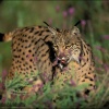 Lince ibérico