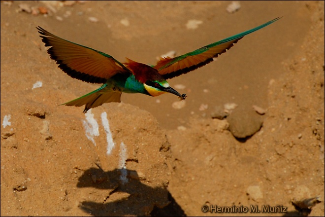 Abejaruco en vuelo