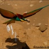 Abejaruco en vuelo