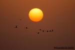 Flamencos al atardecer