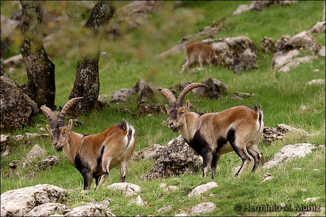 Cabras monteses