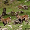 Cabras monteses