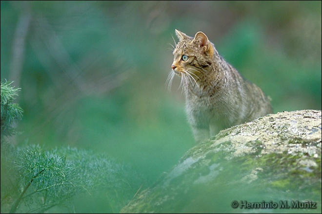 Gato montés