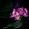 Rododendro