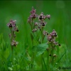 Orphrys tenthredinifera