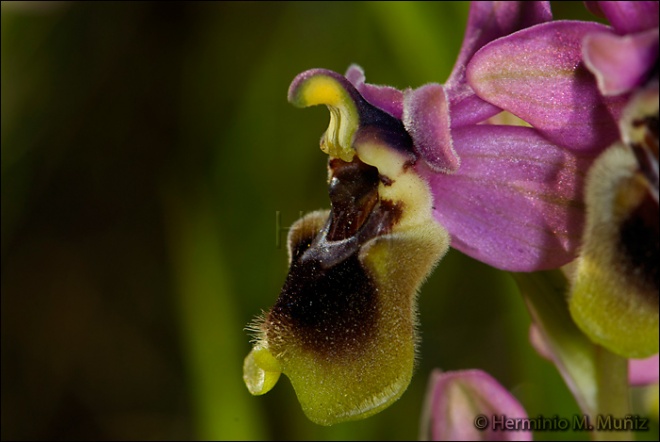 Ophrys tenthredinifera2