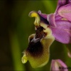 Ophrys tenthredinifera2
