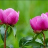 Rosa alabardera