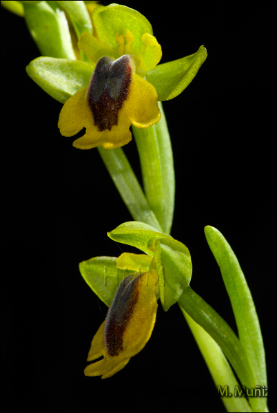 Ophrys lutea