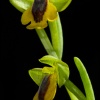 Ophrys lutea