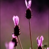 Cantueso-Lavandula stoechas