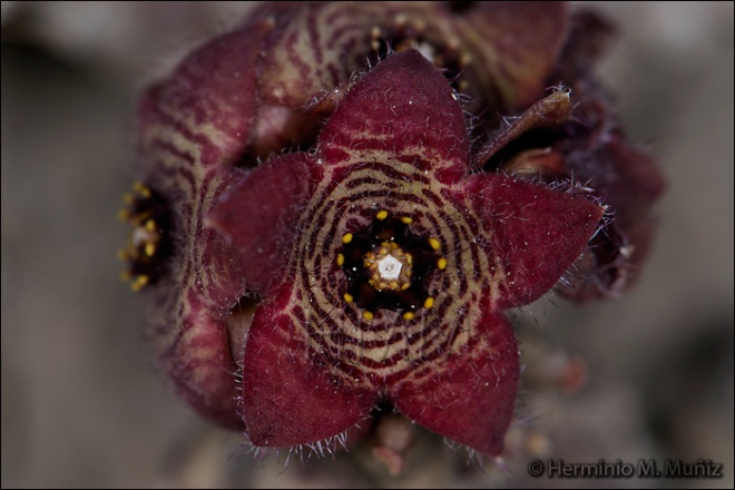 Caralluma-Caralluma europaea