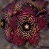 Caralluma-Caralluma europaea